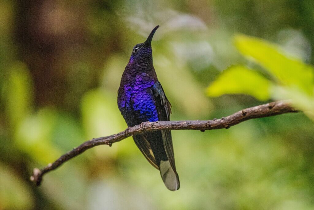 Costa-Rica-natuur