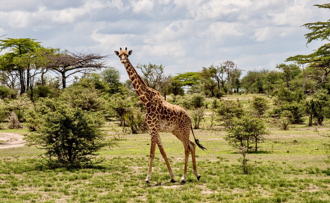op-safari-in-nyerere-national-park